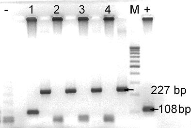 PCR-Nachweis von Pathogenen